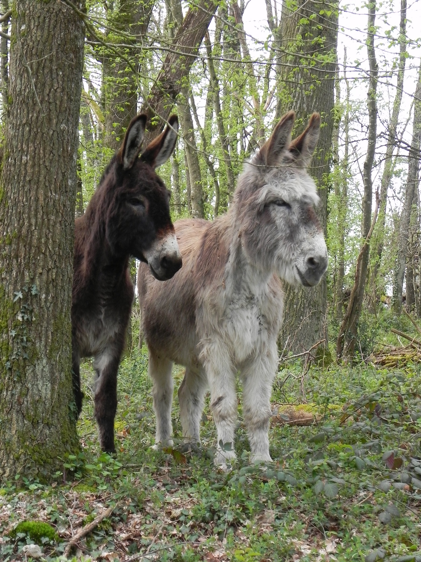 Vadore & Rosalie